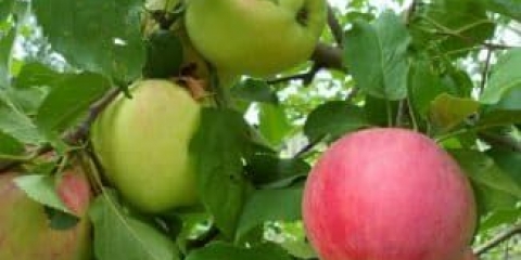 9 Ljetnih sorti jabuka - koje su ukusnije, ljetne i kasnoljetne